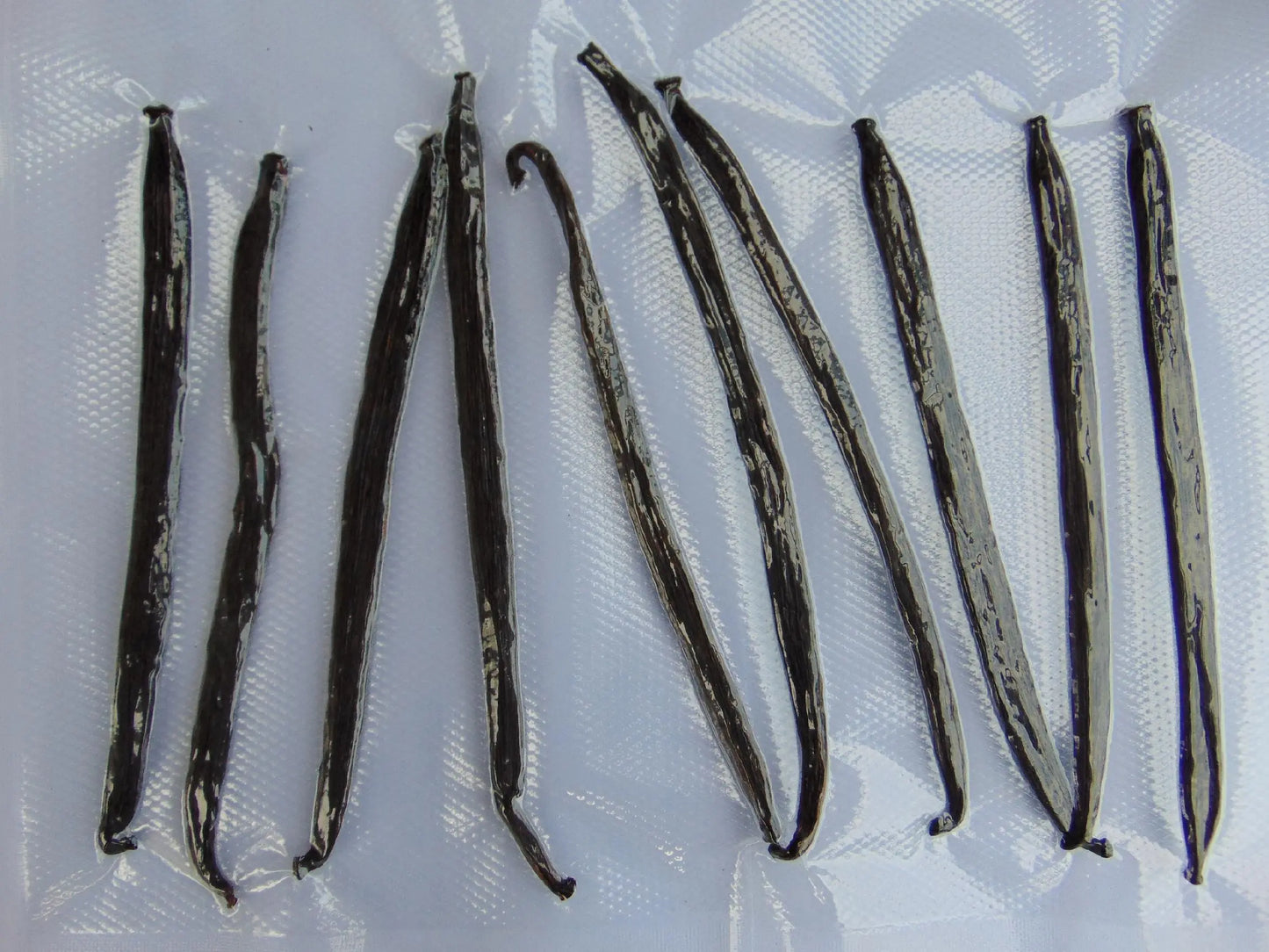 WANILIA LASKI 14 SZT 12-14cm Laska Wanilii GRUBE - Oficjalny sklep Royal Brand