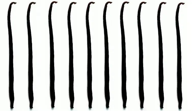 Laski-Wanilii-z-Ugandy-Gourmet-Vanilla-Planifolia Przyprawy, ekstrakt waniliowy, pasta waniliowa  i matcha Royal Brand