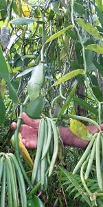 LASKI WANILII BIO BOURBON Z MADAGASKARU 1kg 14 - 20 cm GRUBE XL Royal Brand