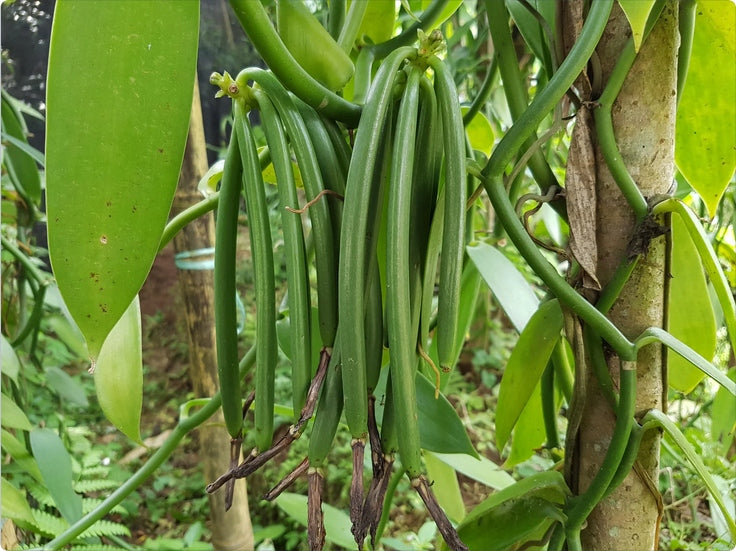 LASKI WANILII BIO BOURBON Z MADAGASKARU 1kg 14 - 20 cm GRUBE XL Royal Brand