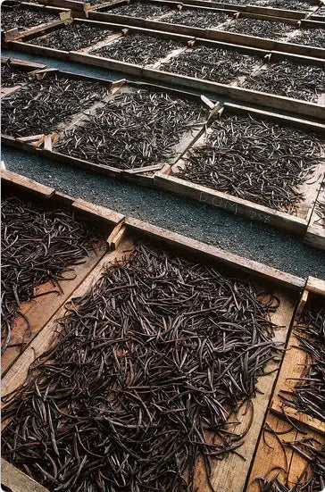 Wanilia w Proszku Mielona BIO 1 kg Bez Dodatków Ekologiczna Bourbon Royal Brand